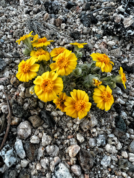 California Wildflower Bag